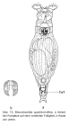 Macrotrachela quadricornifera