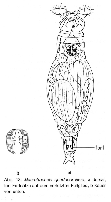 Macrotrachela quadricornifera Macrotrachela quadricornifera