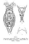 Macrotrachela quadricornifera