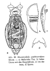 Macrotrachela quadricornifera