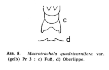 Macrotrachela quadricornifera