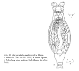 Macrotrachela quadricornifera