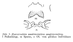 Macrotrachela quadricornifera