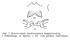 Macrotrachela quadricornifera