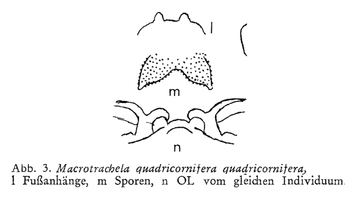 Macrotrachela quadricornifera Macrotrachela quadricornifera