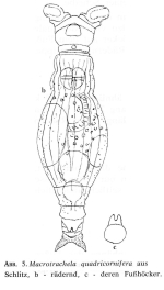 Macrotrachela quadricornifera