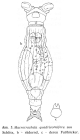 Macrotrachela quadricornifera