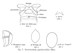 Macrotrachela quadricornifera