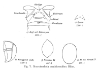 Macrotrachela quadricornifera