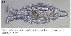 Macrotrachela quadricornifera