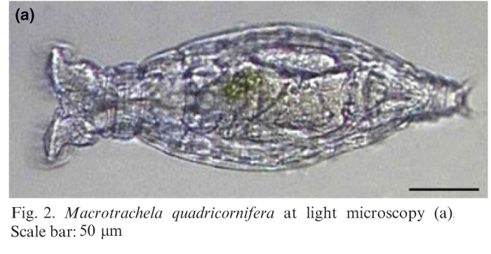 Macrotrachela quadricornifera Macrotrachela quadricornifera
