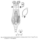 Macrotrachela quadricornifera