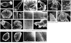 Macrotrachela quadricornifera