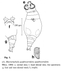 Macrotrachela quadricornifera