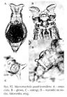 Macrotrachela quadricornifera