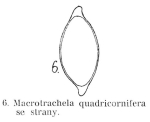 Macrotrachela quadricornifera