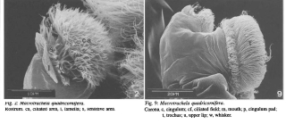 Macrotrachela quadricornifera
