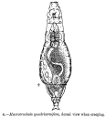 Macrotrachela quadricornifera