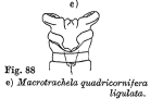 Macrotrachela quadricornifera ligulata
