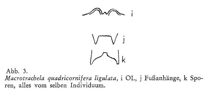 Macrotrachela quadricornifera ligulata Macrotrachela quadricornifera ligulata