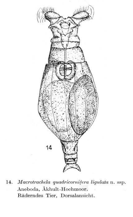 Macrotrachela quadricornifera ligulata - Original description image