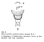Macrotrachela quadricornifera loricata