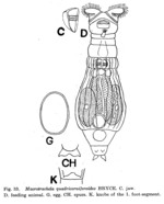 Macrotrachela quadricornifera quadricorniferoides