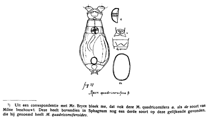 Macrotrachela quadricornifera quadricorniferoides - Original description image