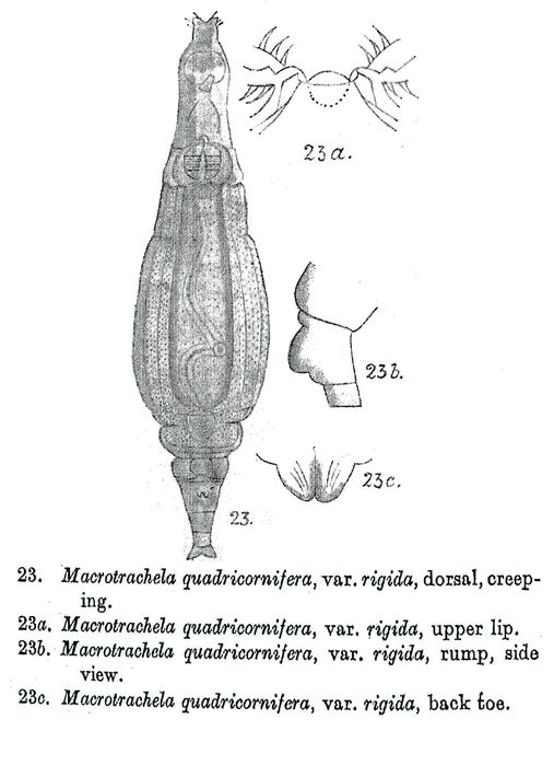 Macrotrachela quadricornifera rigida - Original description image