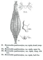 Macrotrachela quadricornifera rigida