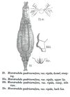 Macrotrachela quadricornifera rigida