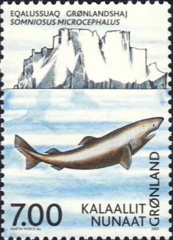 Somniosus microcephalus Somniosus microcephalus