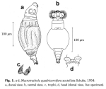 Macrotrachela quadricornifera scutellata