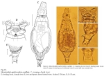 Macrotrachela quadricornifera scutellata
