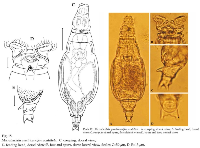 Macrotrachela quadricornifera scutellata Macrotrachela quadricornifera scutellata
