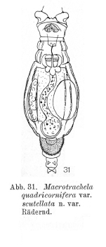 Macrotrachela quadricornifera scutellata - Original description image