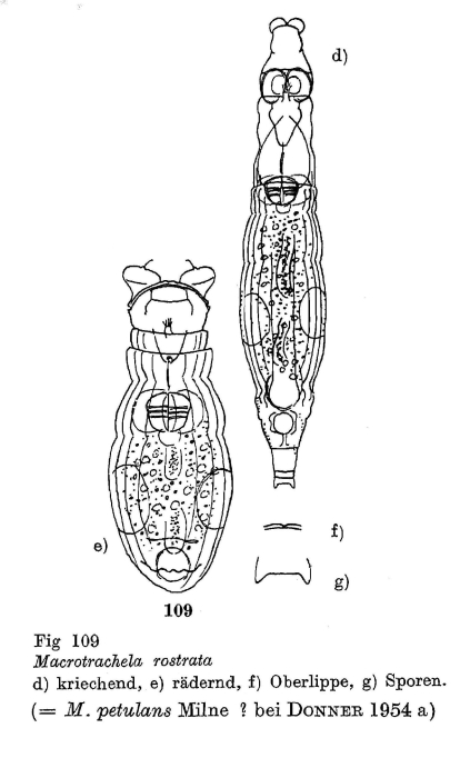 Macrotrachela rostrata - Original description image