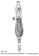 Macrotrachela samali