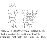 Macrotrachela samali - Original description image