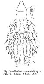 Macrotrachela serrulata - Original description image