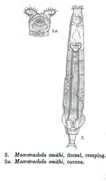 Macrotrachela smithi - Original description image