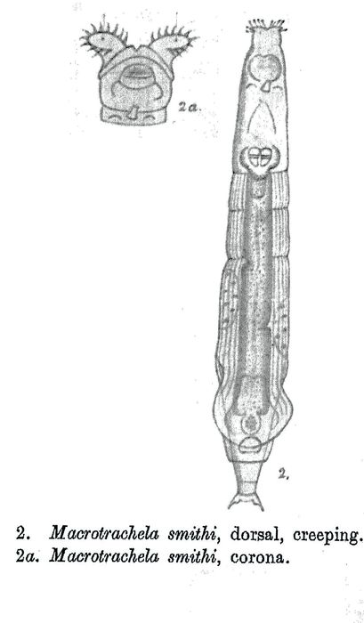 Macrotrachela smithi - Original description image