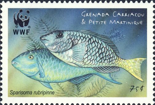Sparisoma rubripinne Sparisoma rubripinne