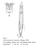Macrotrachela sonorensis