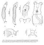 Macrotrachela sonorensis - Original description image