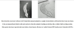 Macrotrachela sonorensis