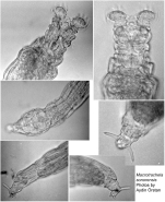 Macrotrachela sonorensis