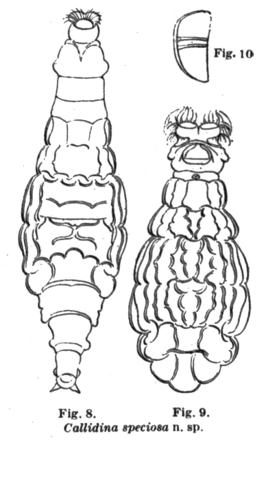 Macrotrachela speciosa - Original description image