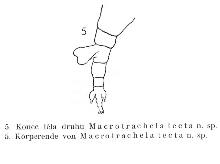 Macrotrachela tecta - Original description image