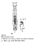 Macrotrachela tenuis - Original description image